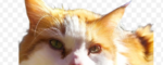 Goofert